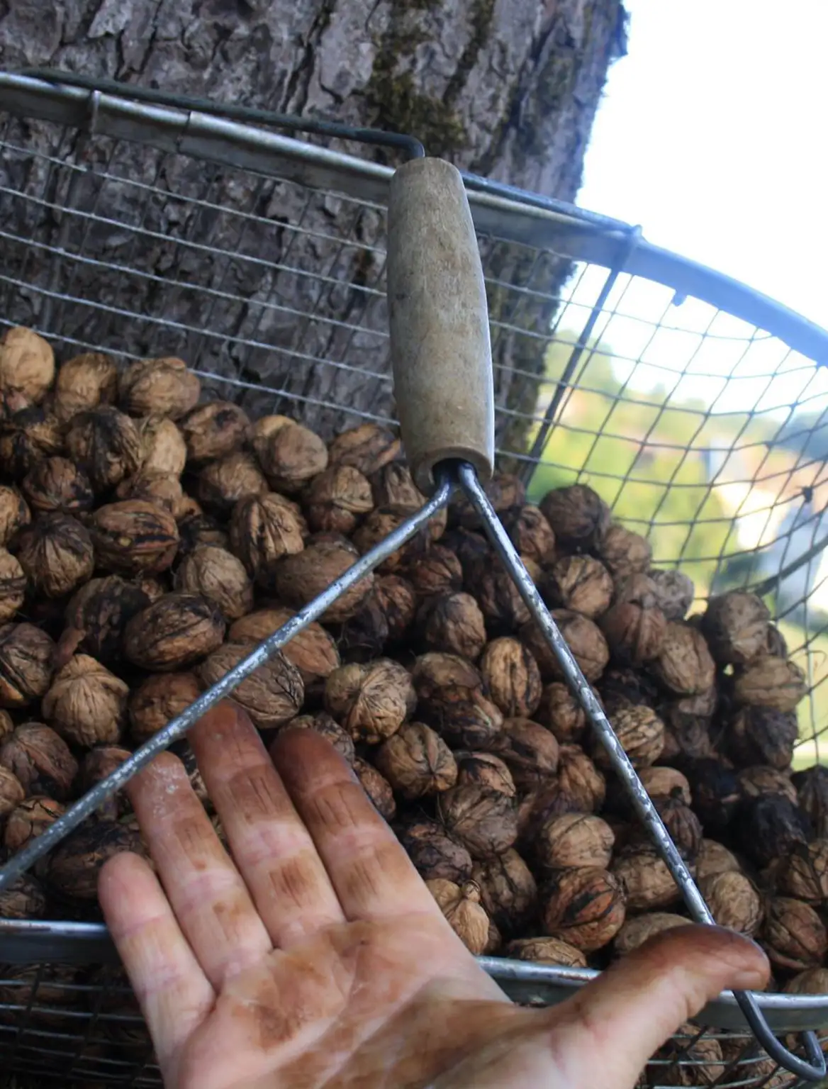 Récolte des noix Brive-la-Gaillarde et Périgueux